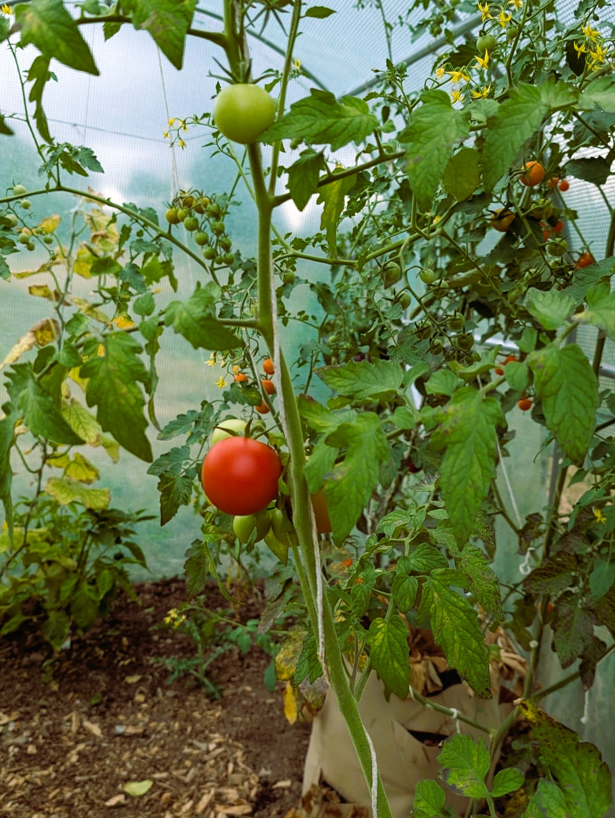 Tomatoes